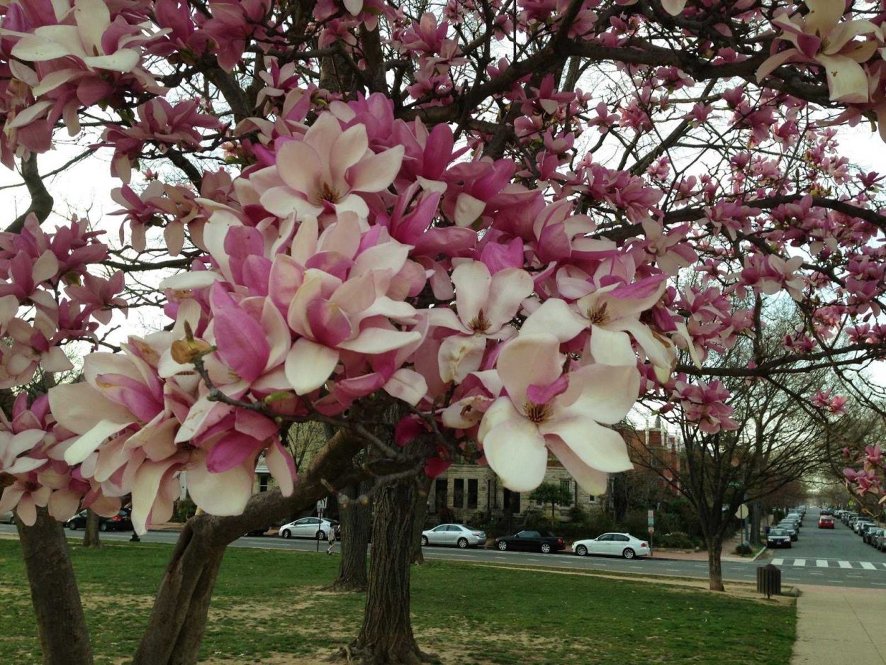 Магнолия Садовая куст