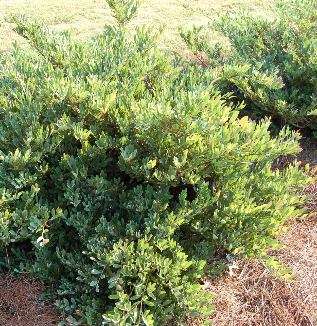 Магнолия грандифлора вечнозеленая