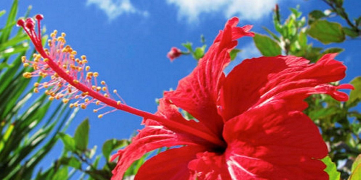 Субтропики гибискус