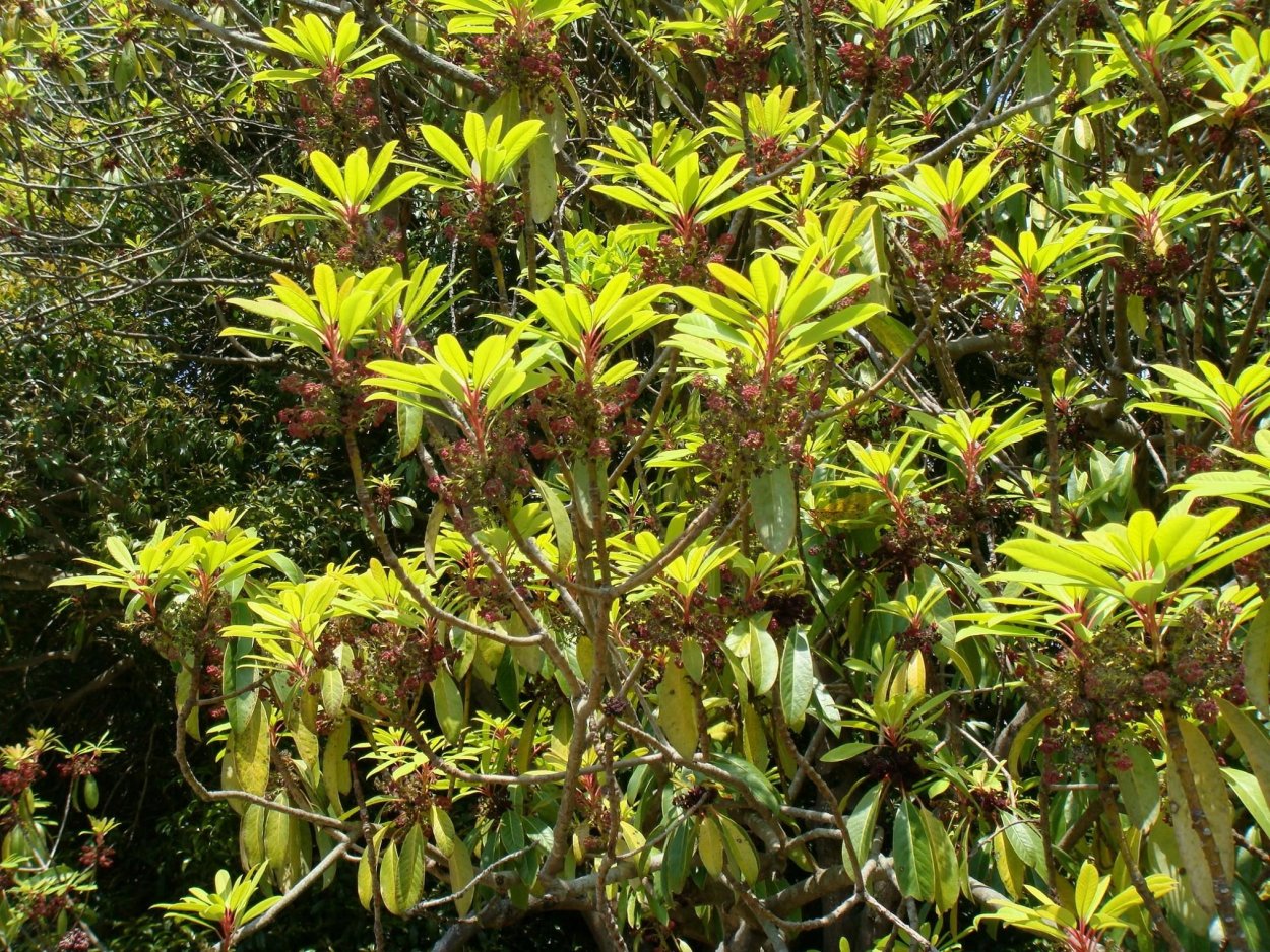 Магнолия Рикки