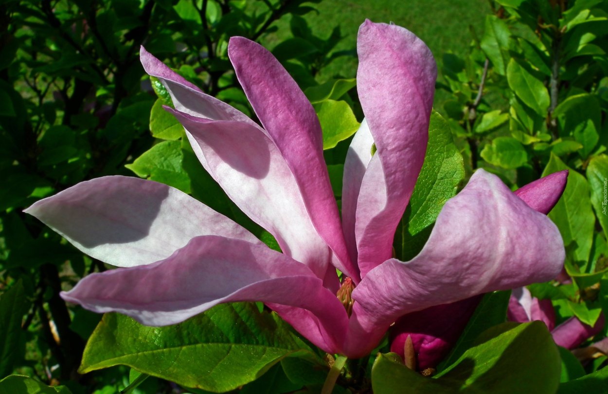 Магония падуболистная (с комом)