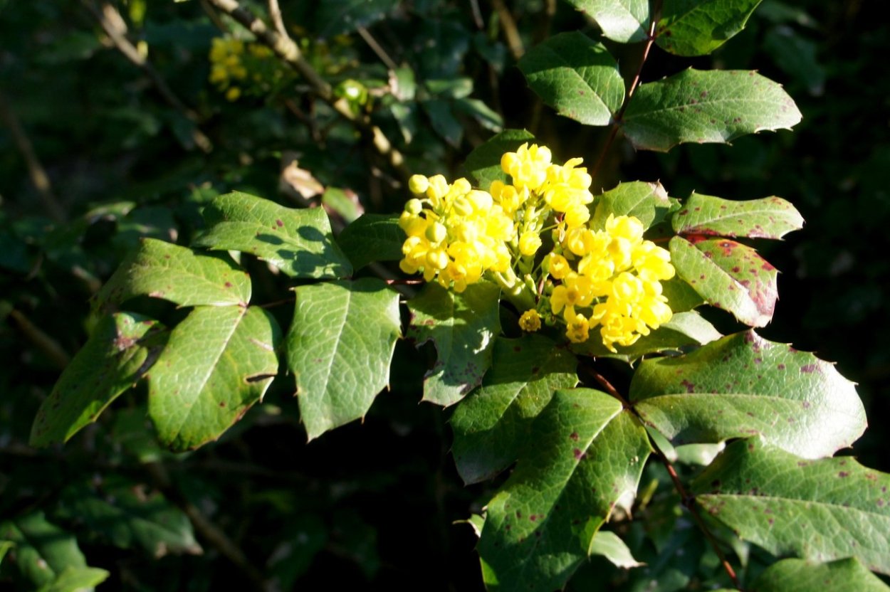 Магнолия дерево