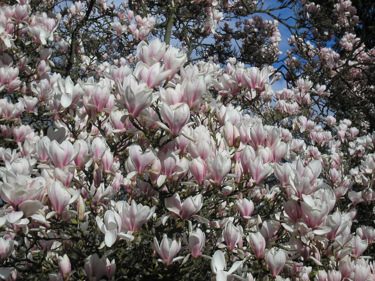 Магнолия Саржента