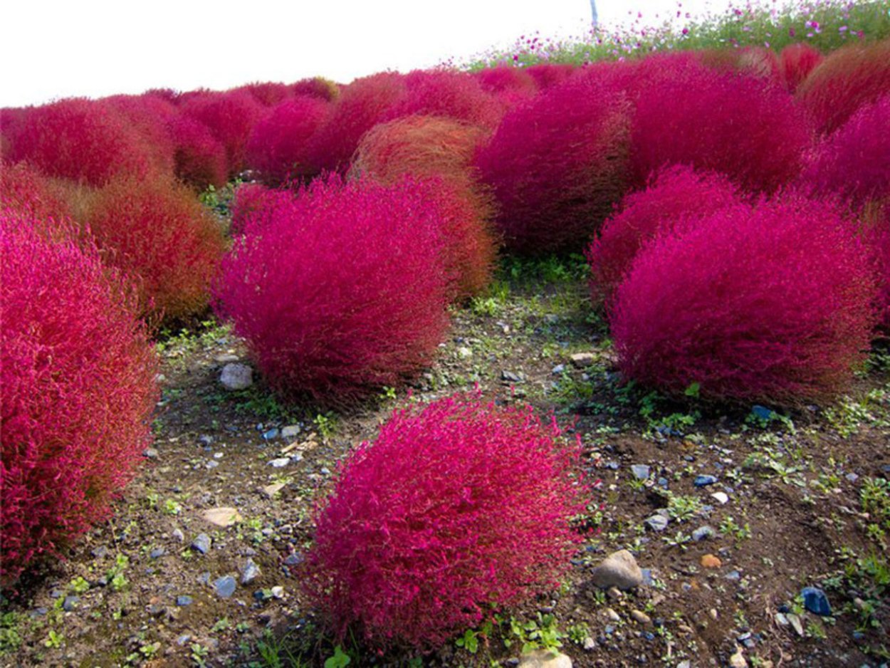 Кохия шерстистоцветковая