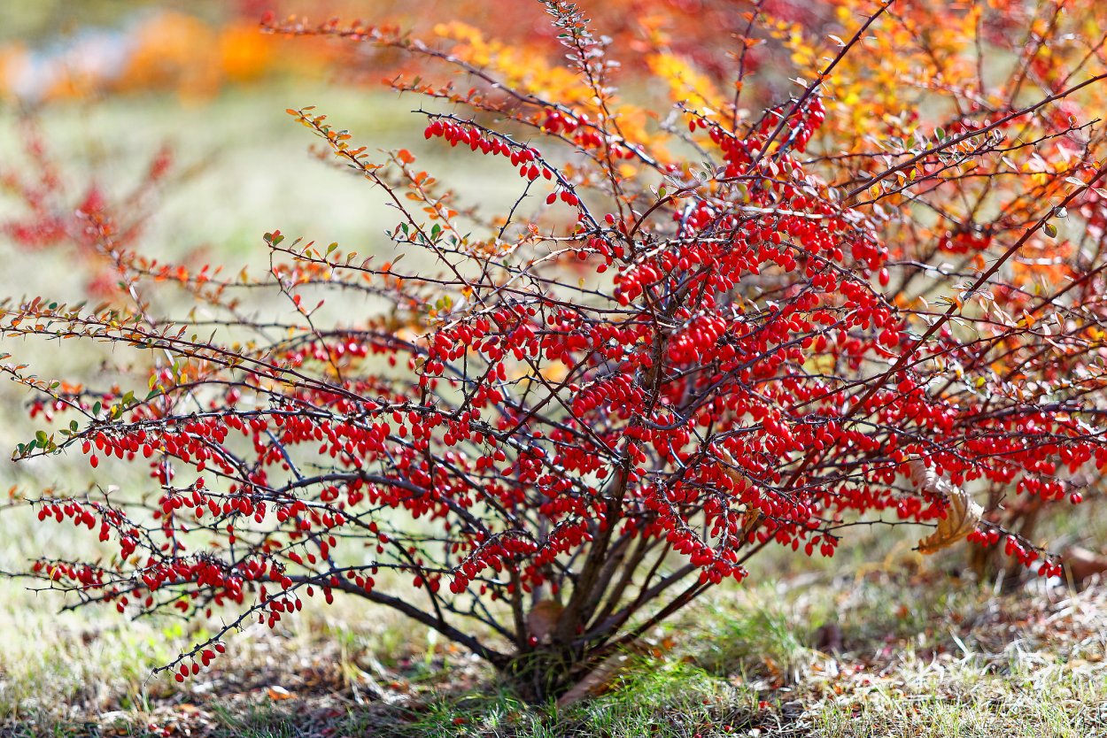 Барбарис обыкновенный куст