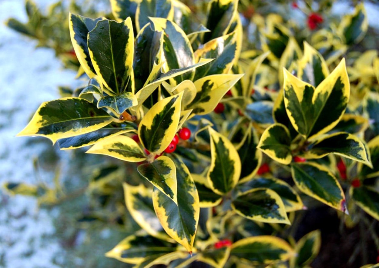 Падуб остролистный Голден