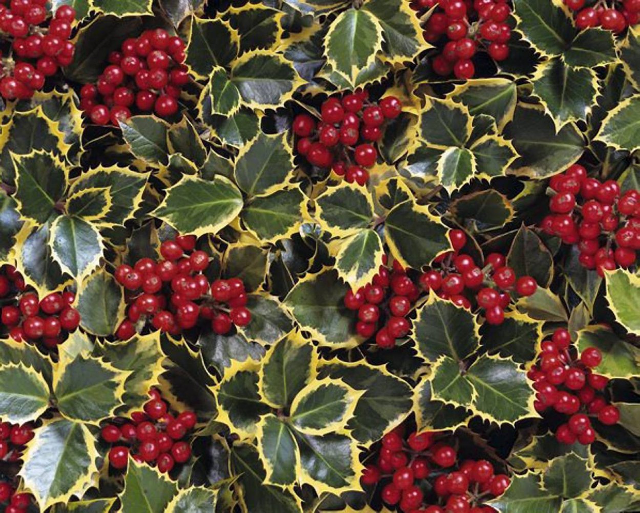 Падуб остролистный Голден