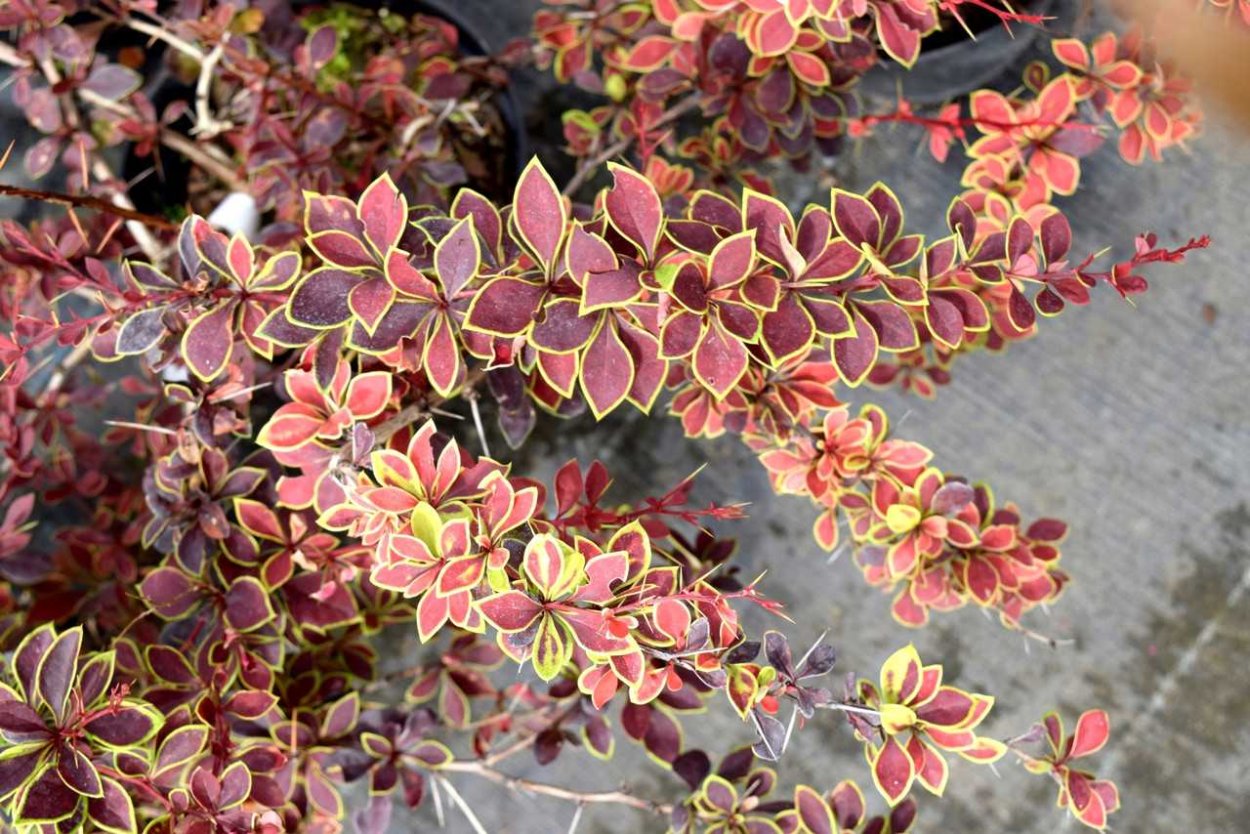 Барбарис Тунберга Адмирейшн