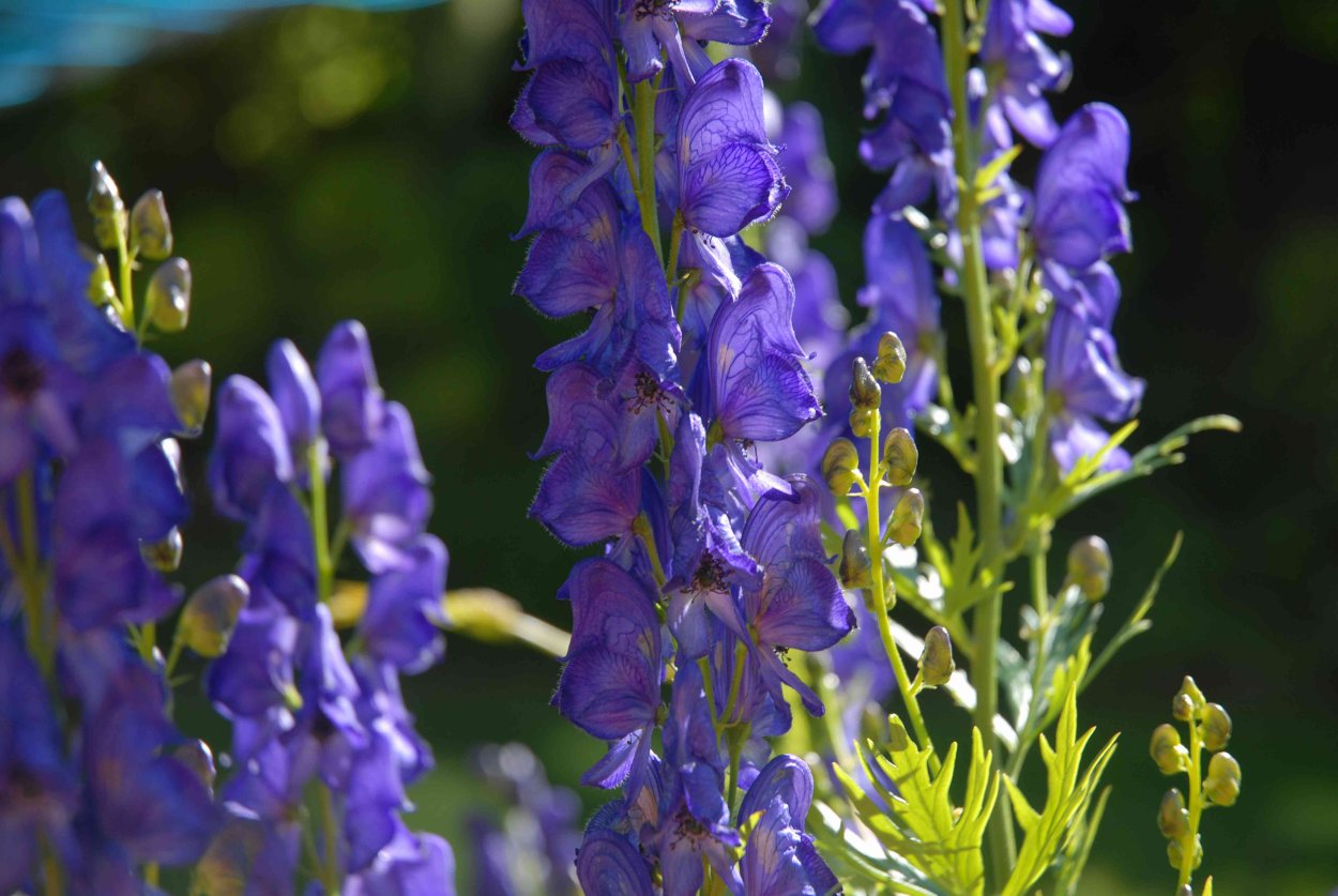 Аконит клобучковый Aconitum napellus