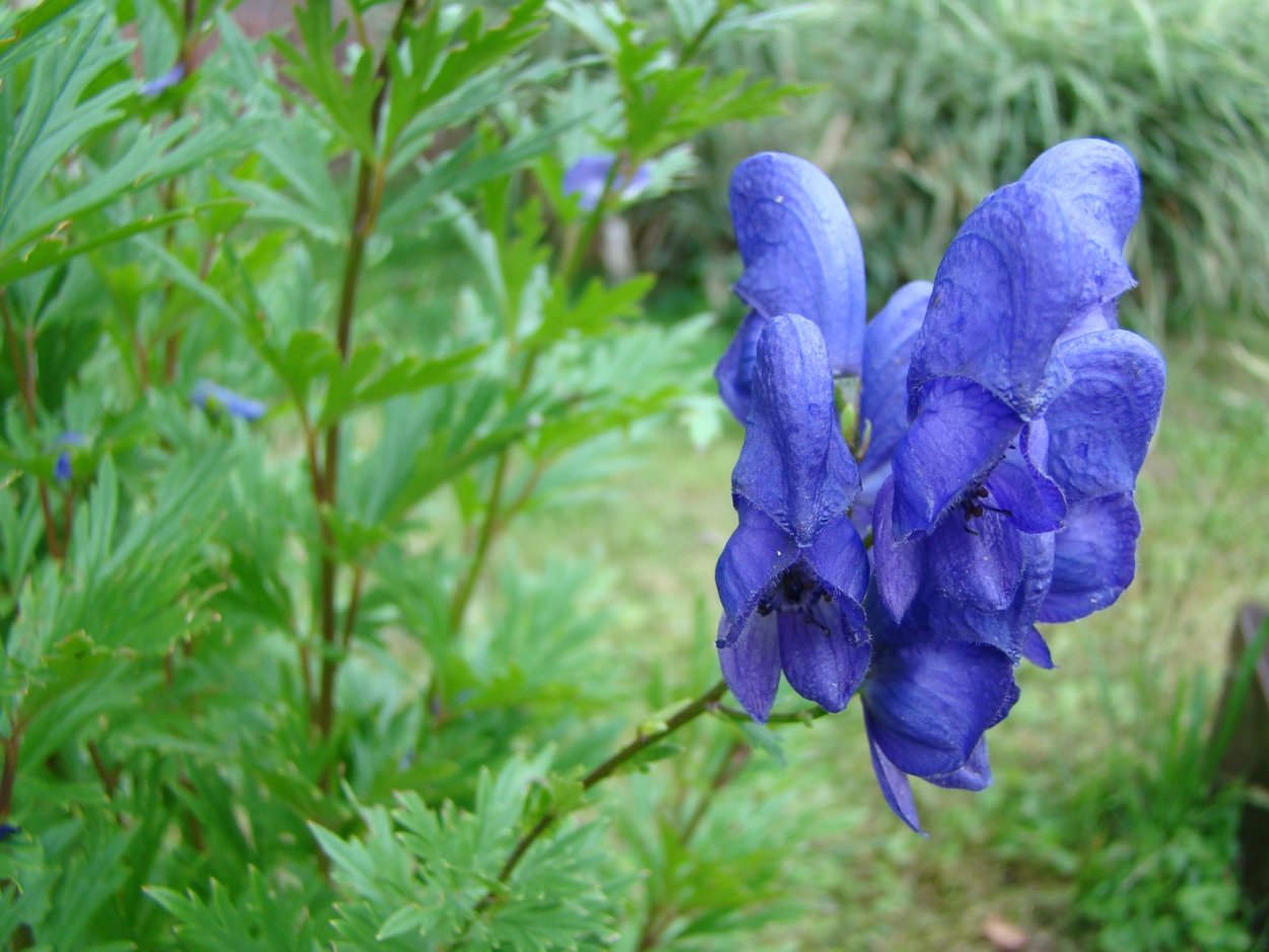 Аконит джунгарский (борец, башмачки).