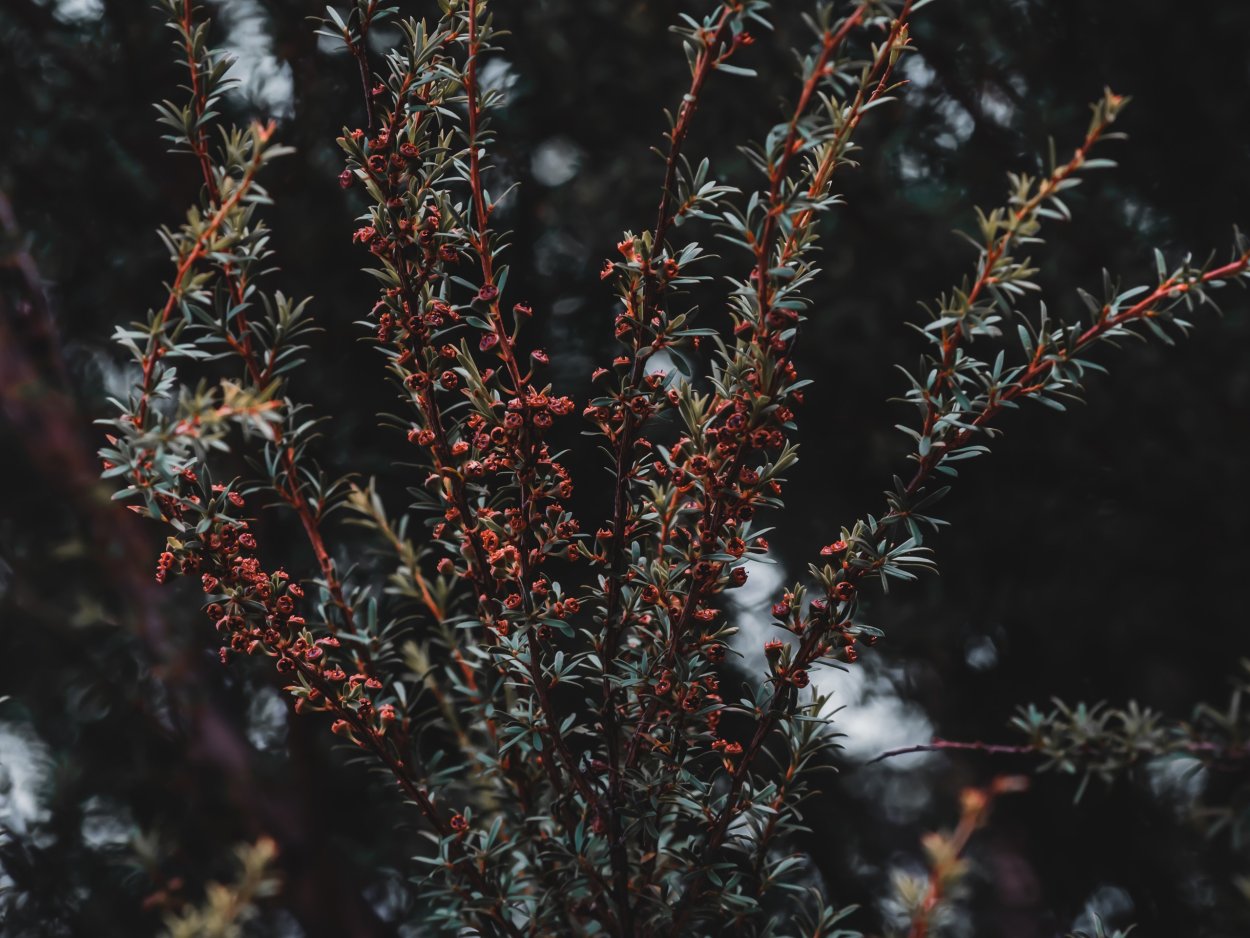 Колючий кустарник Абхазии