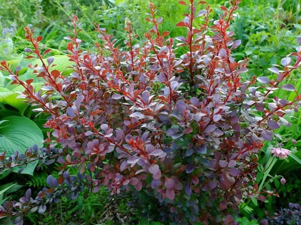 Барбарис Тунберга пурпурнолистный