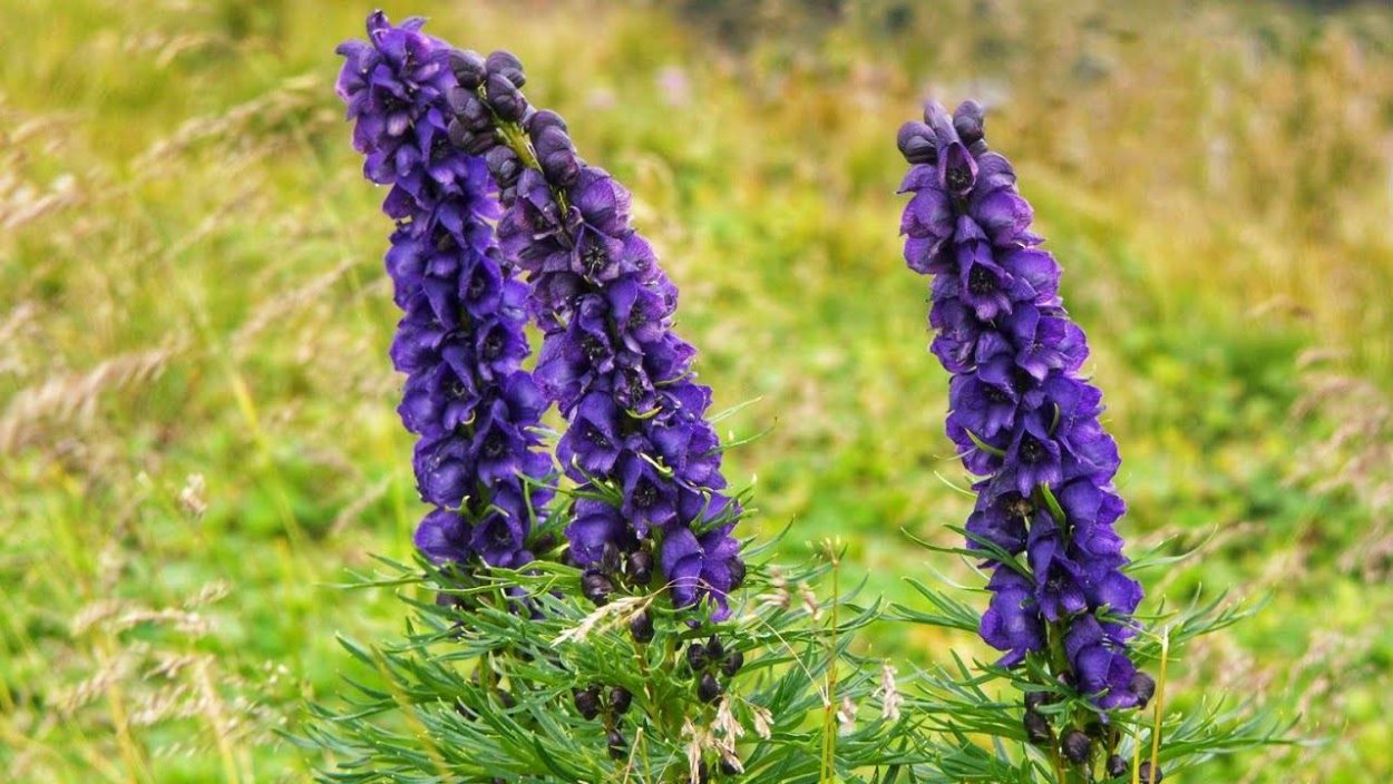 Аконит белоустый