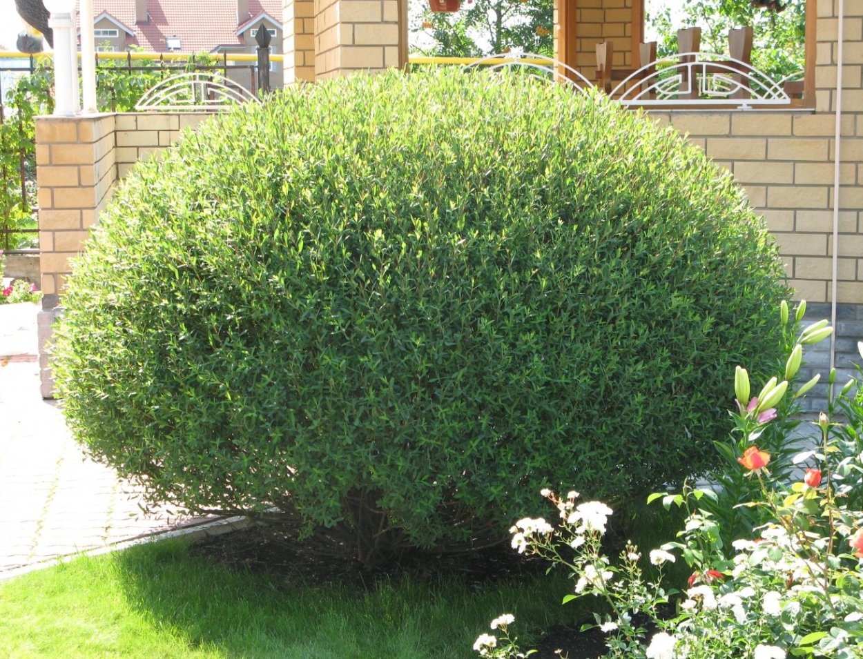 Ива пурпурная Salix purpurea
