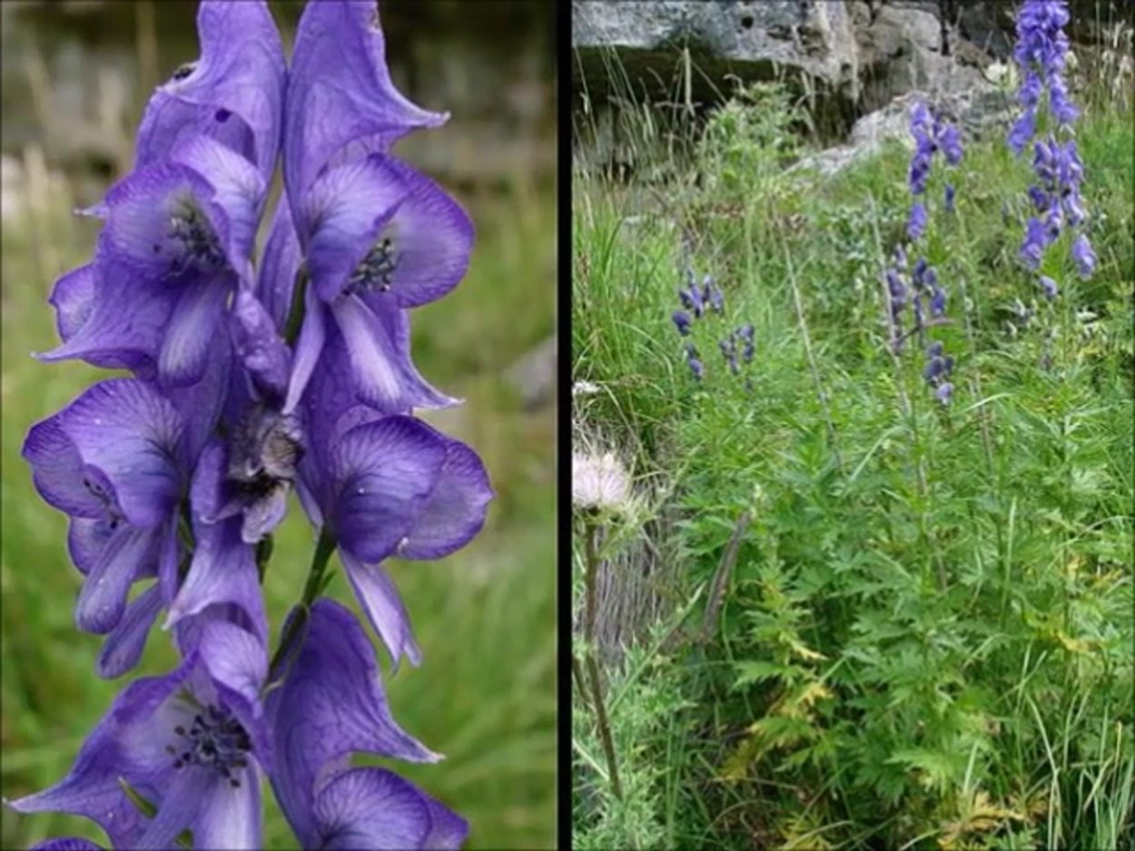 Аконит обманчивый