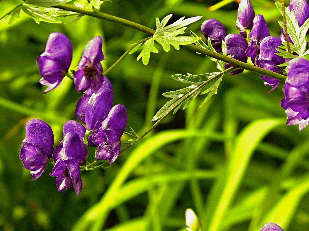 Волчий Аконит джунгарский