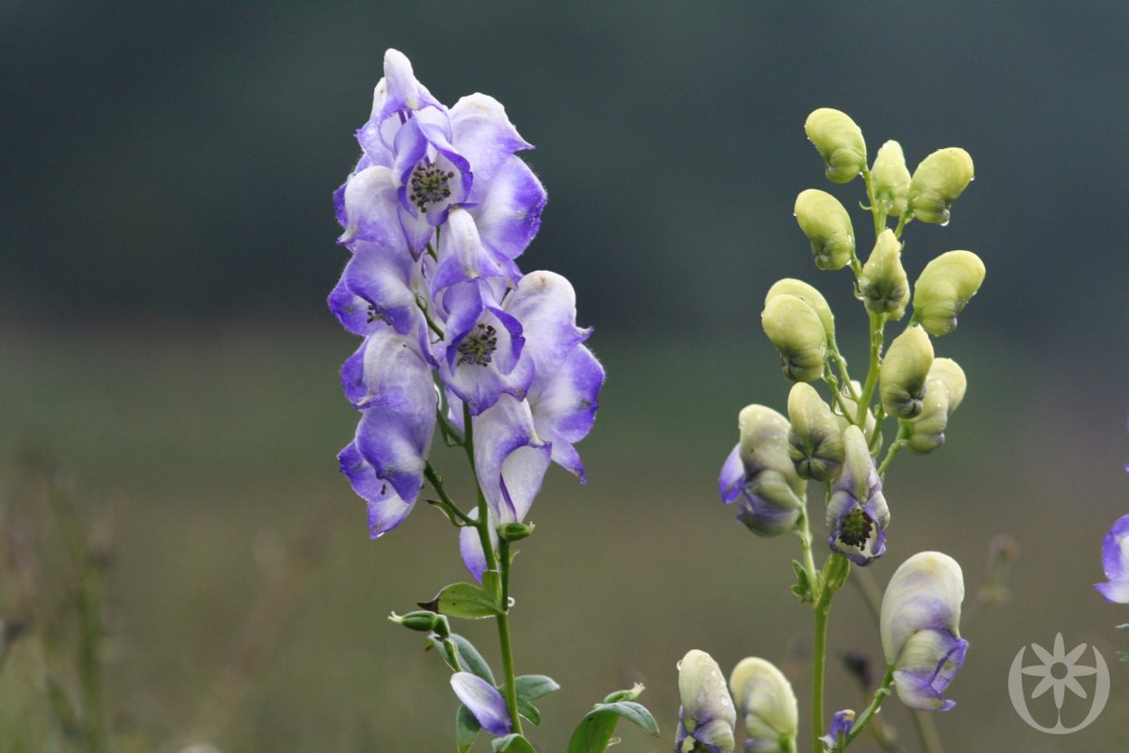 Аконит (борец)