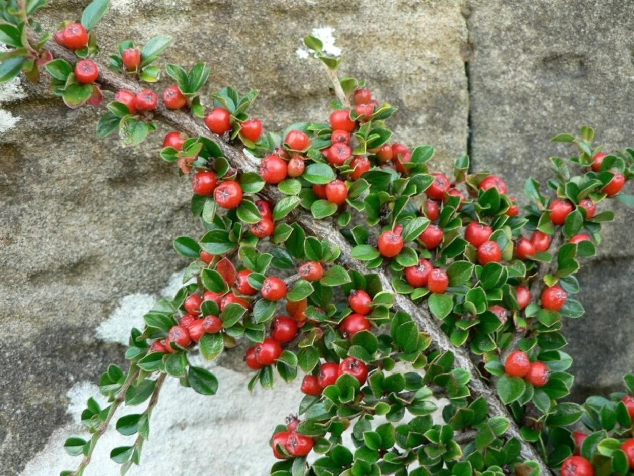 Кизильник крошечный Cotoneaster perpusillus