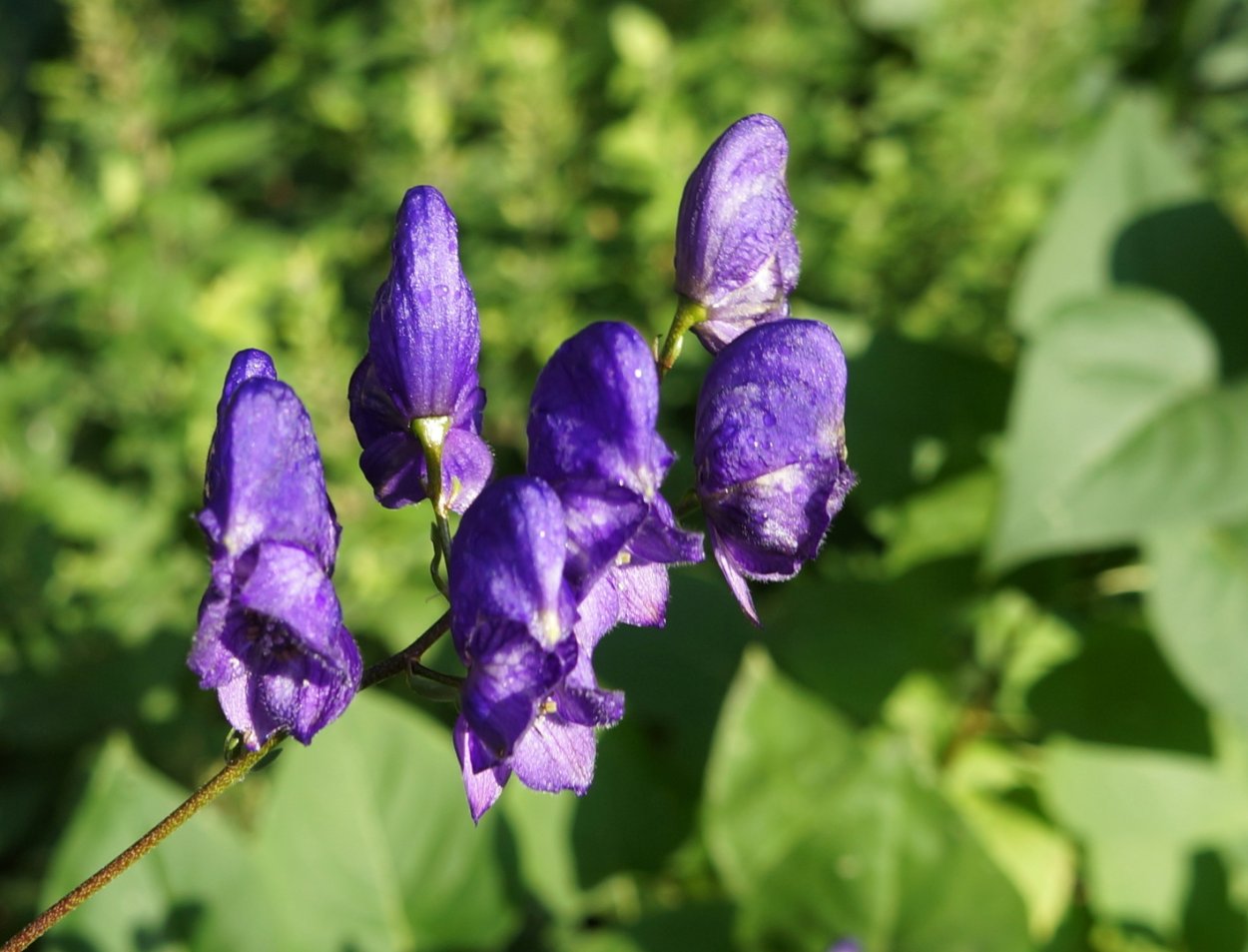 Волчий Аконит цветок