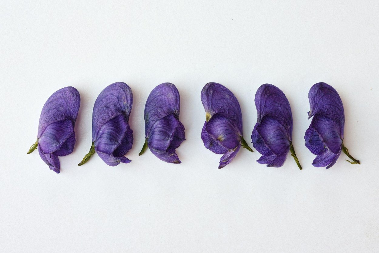 Цветок Аконит джунгарский