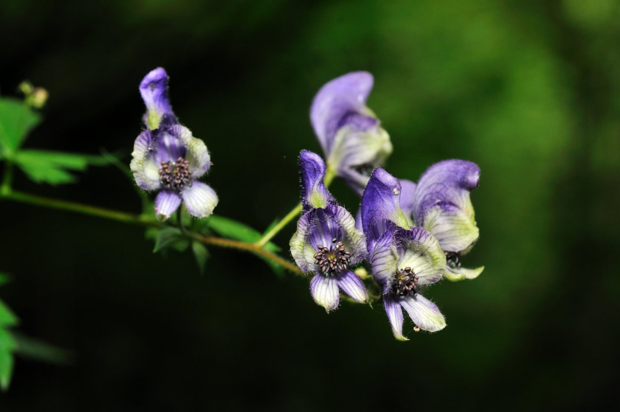 Цветы Аконит клобучковый