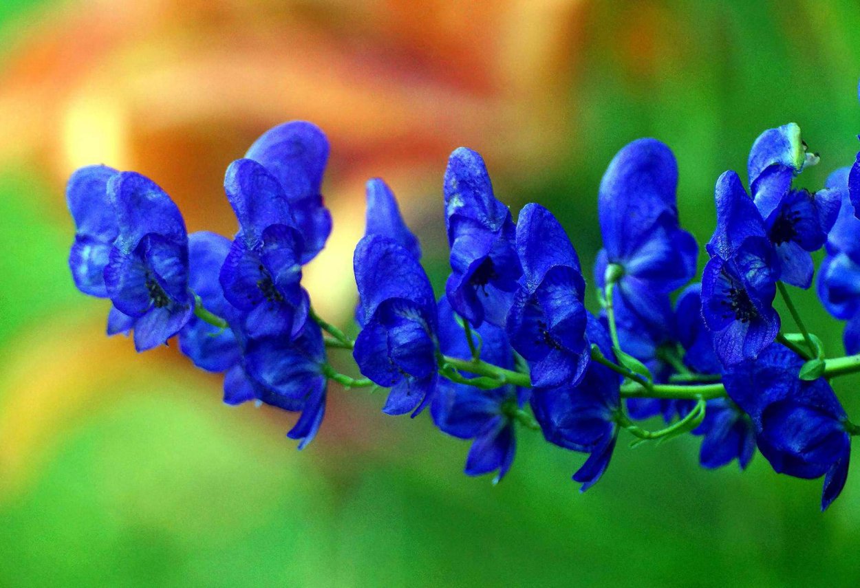 Аконит джунгарский