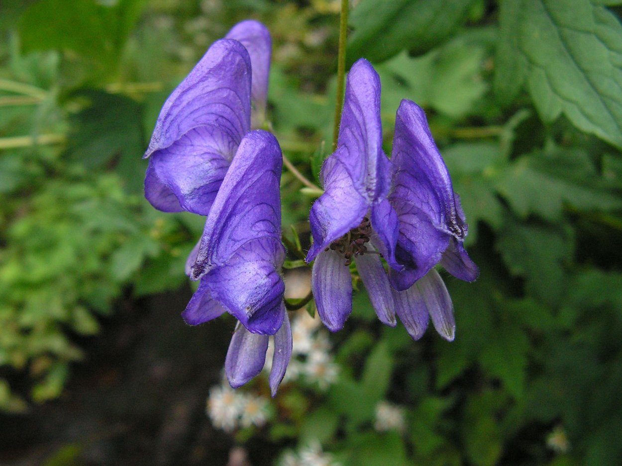 Аконит клобучковый