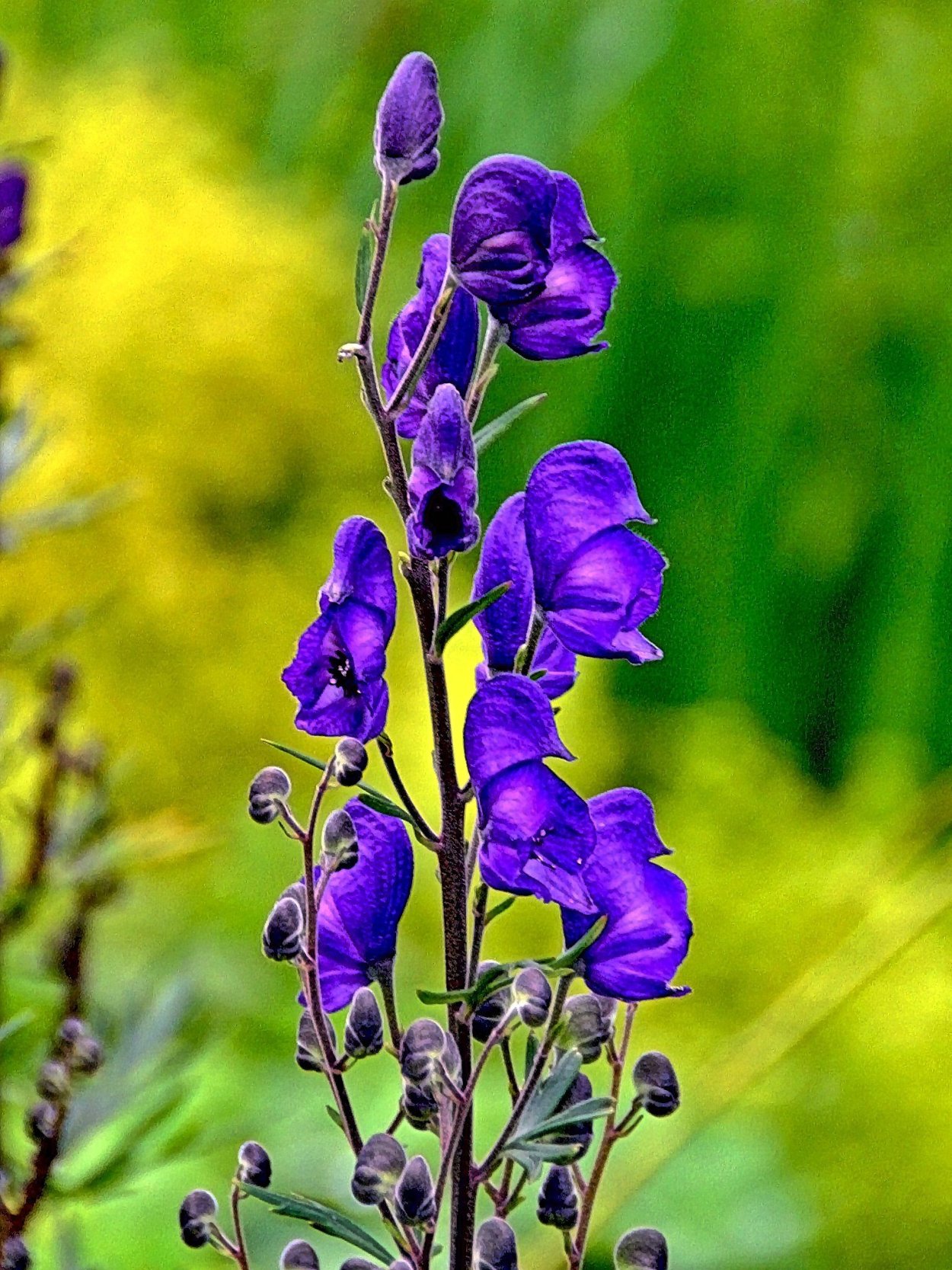 Аконит Арендса