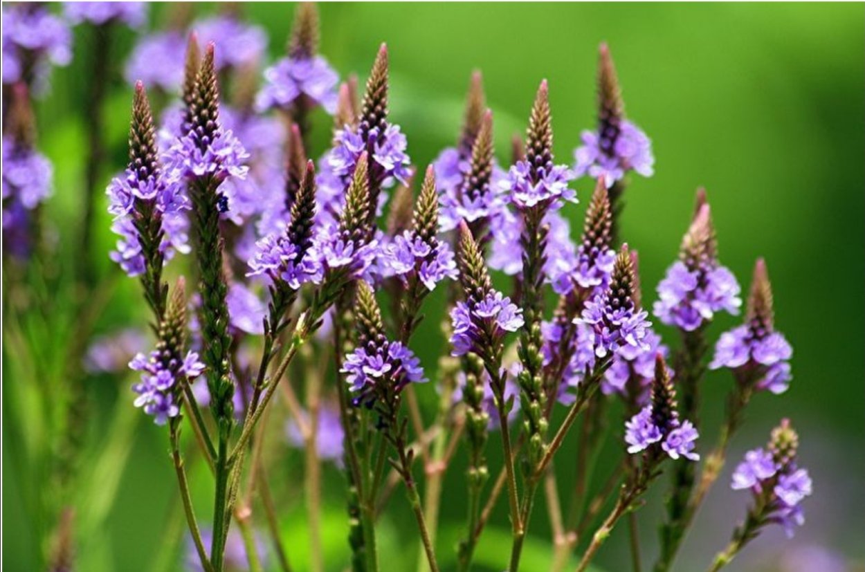 Вербена характеристика. Вербена. Verbena officinalis. Вербена цветок. Растение Вербена лекарственная.