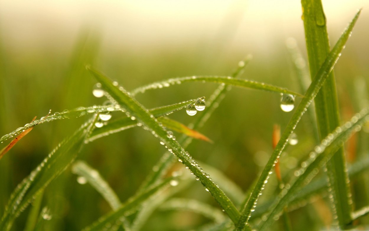 Трава роса цветок
