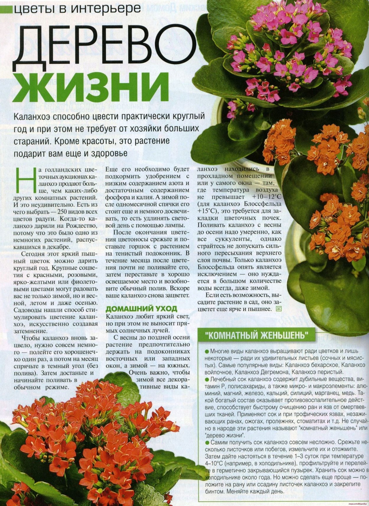 Бриофиллум Дегремона