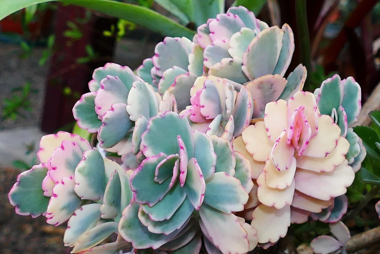 Каланхоэ Блоссфельда