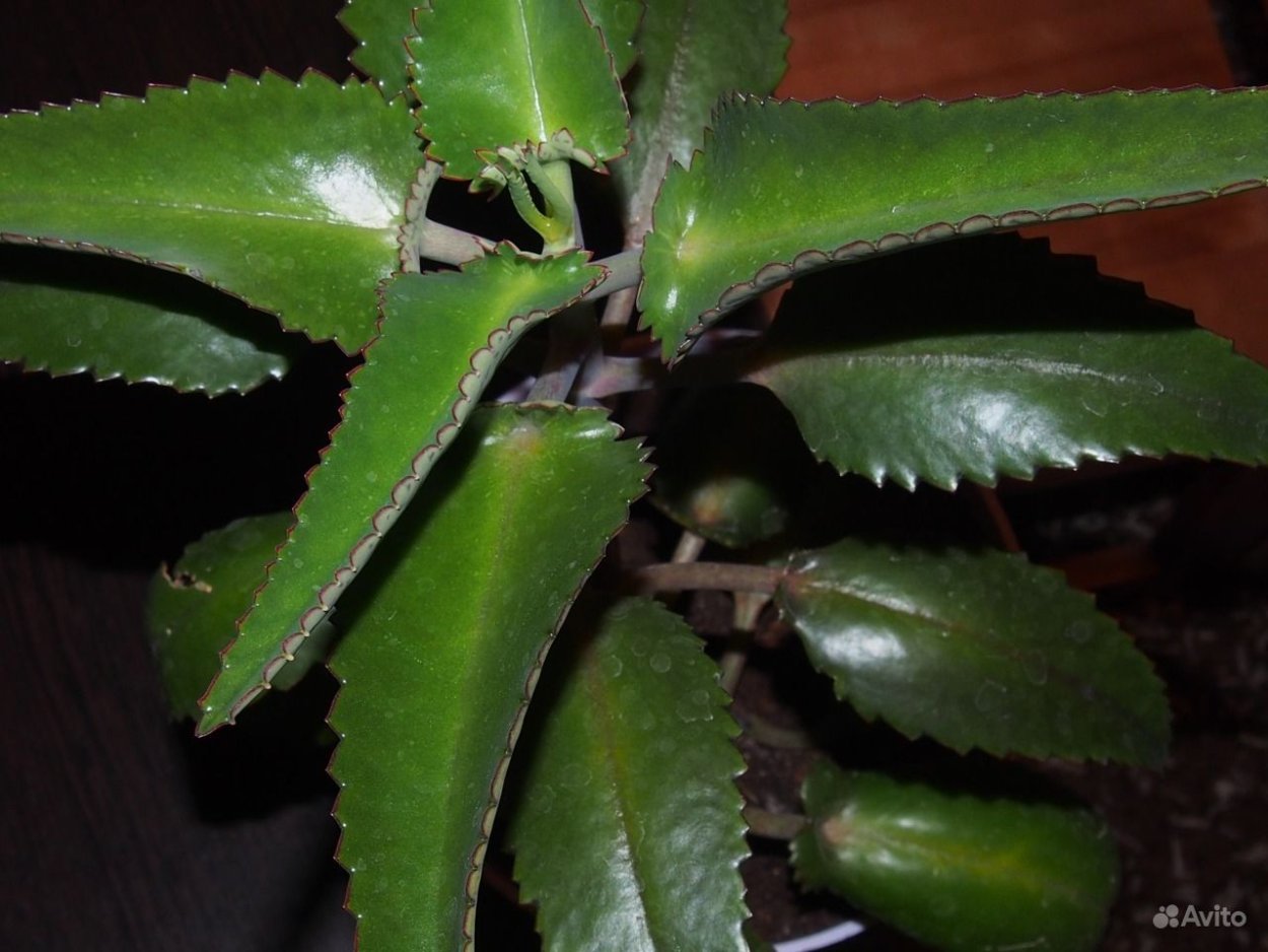 Бриофиллум Дегремона