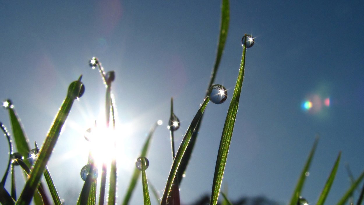 Утренняя роса Геншин