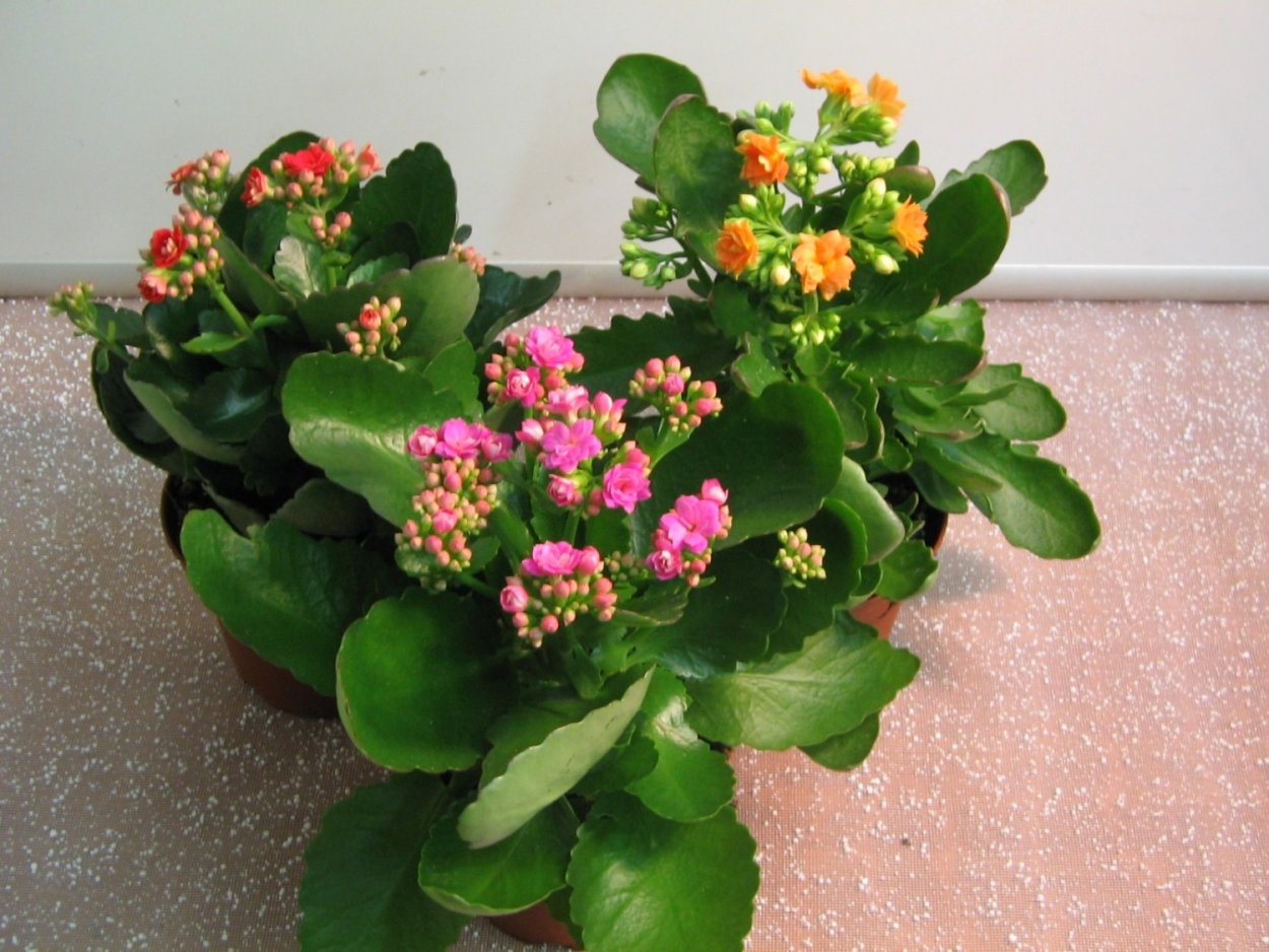 Каланхоэ Бовери Kalanchoe beauverdii