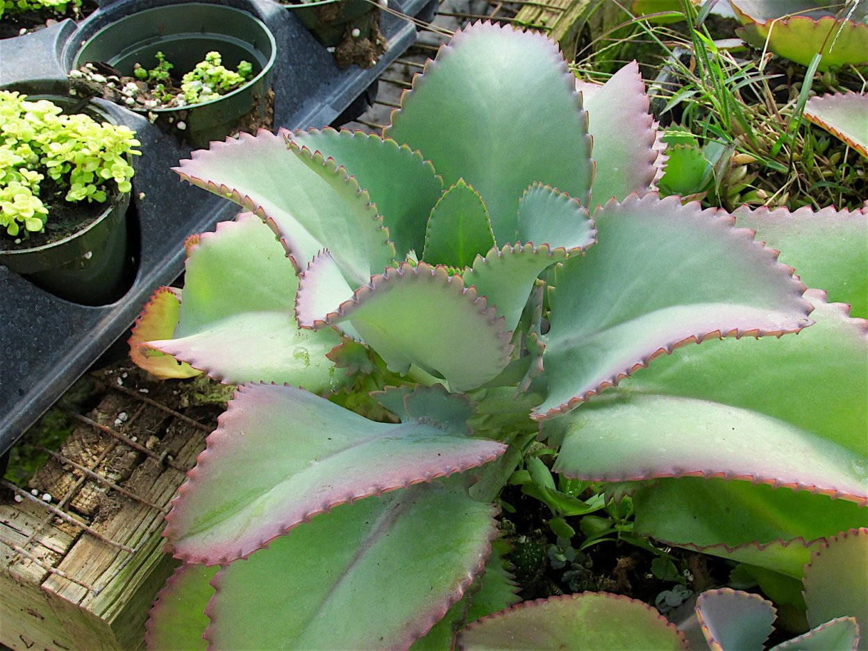 Каланхоэ обыкновенный