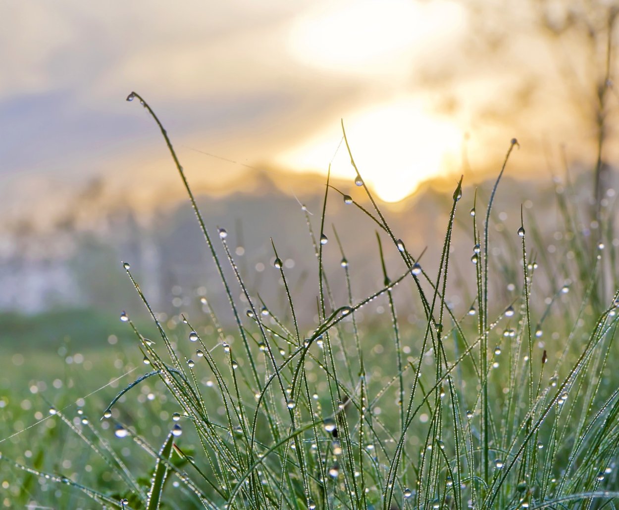 Утренняя роса на траве