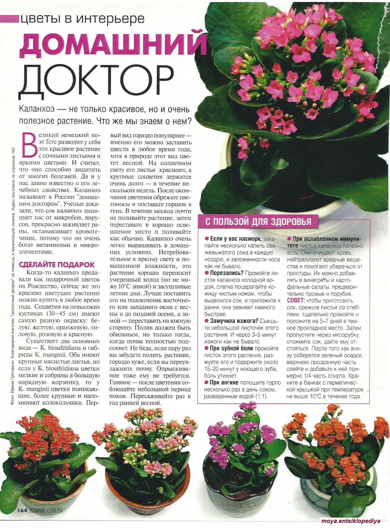 Удобрение для каланхоэ