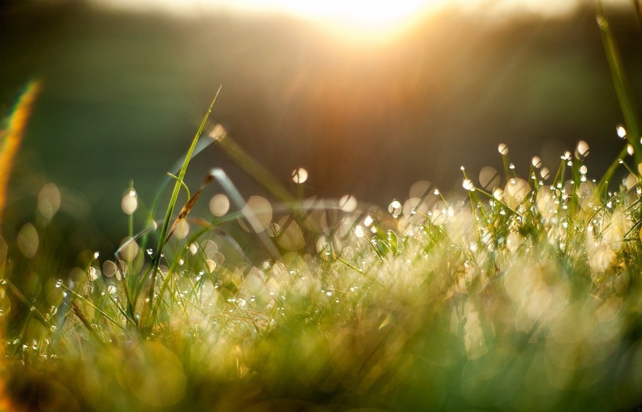 Трава на рассвете