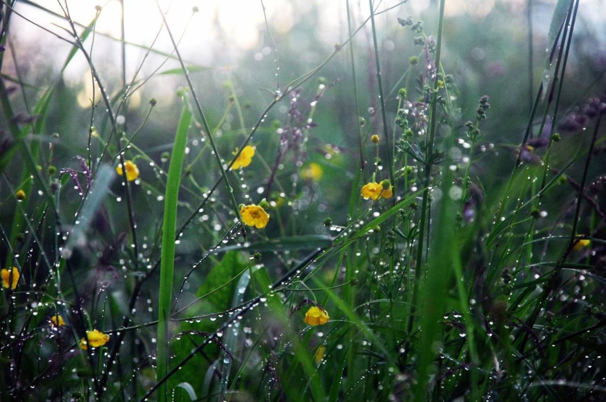 Природа после дождя