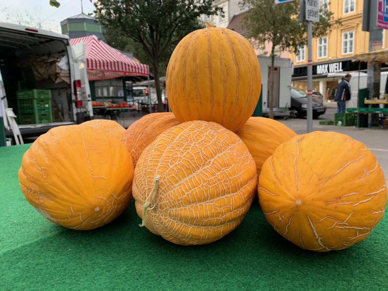 Дыня Ашхабадская