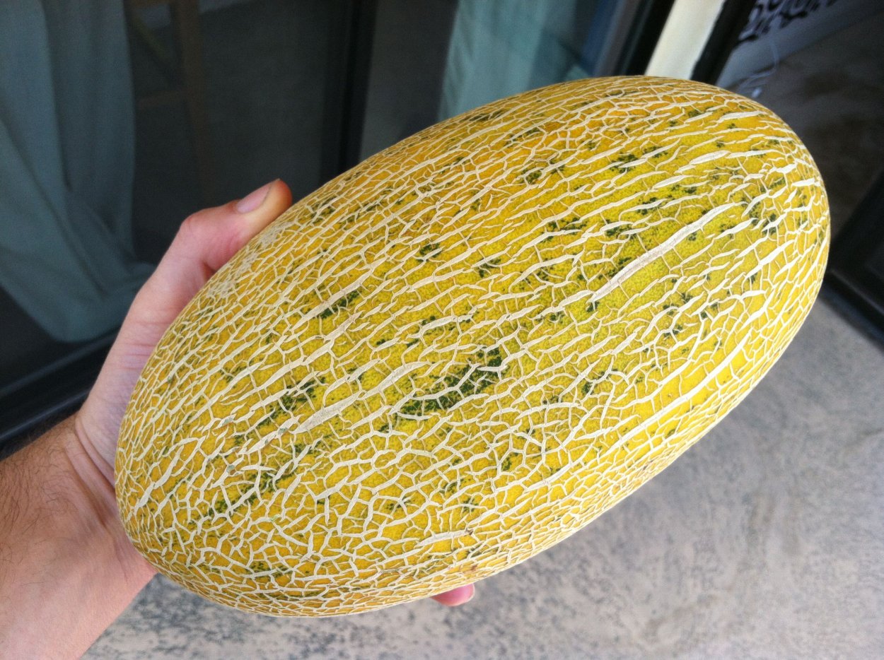 Дыня торпеда f1