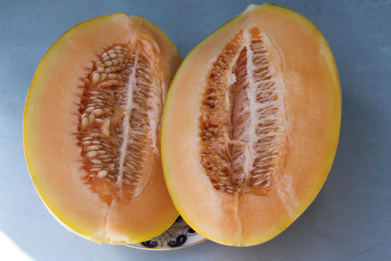 Дыня туркменка