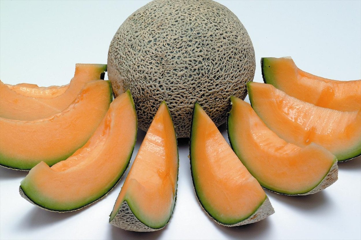 Дыня Шамама