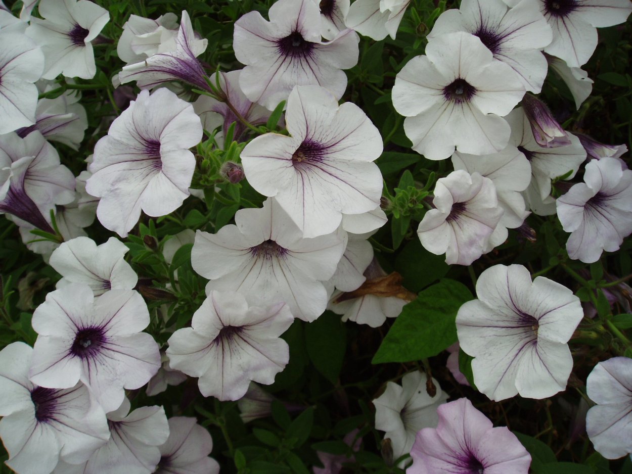 Петуния Вейв Сильвер