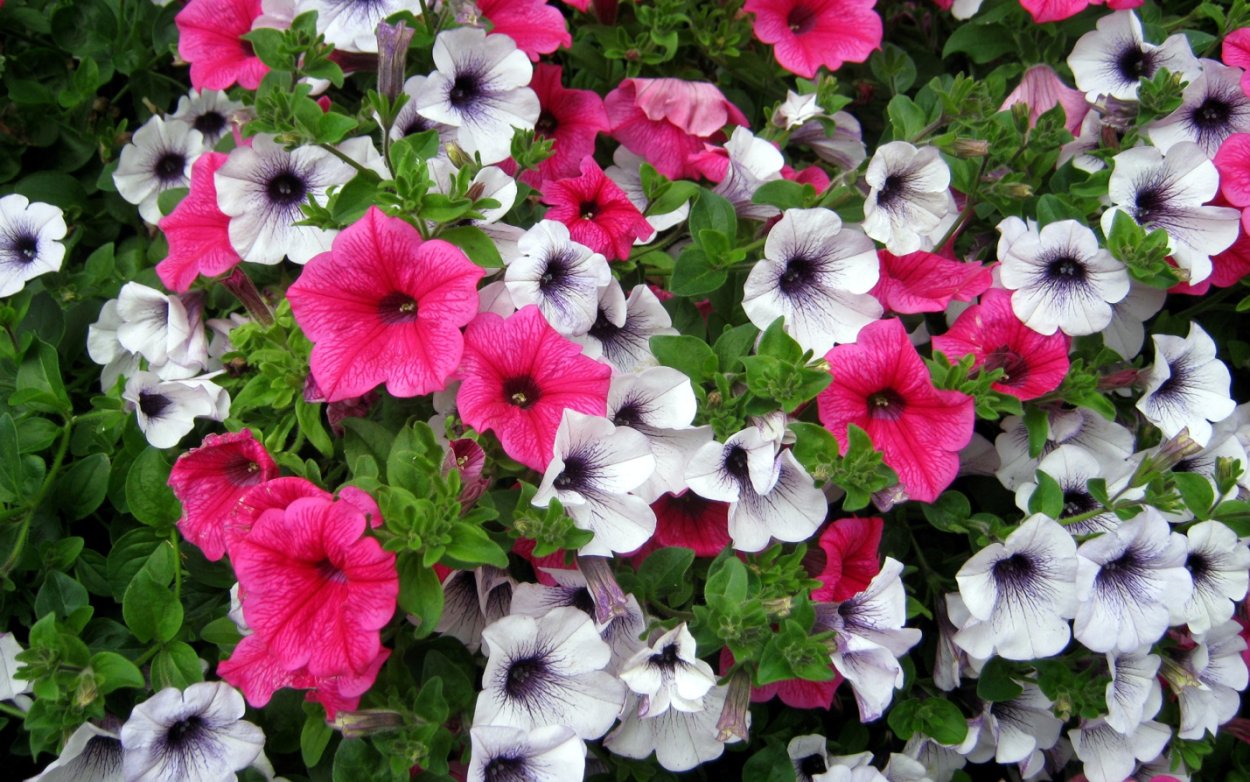 Петуния Тайфун