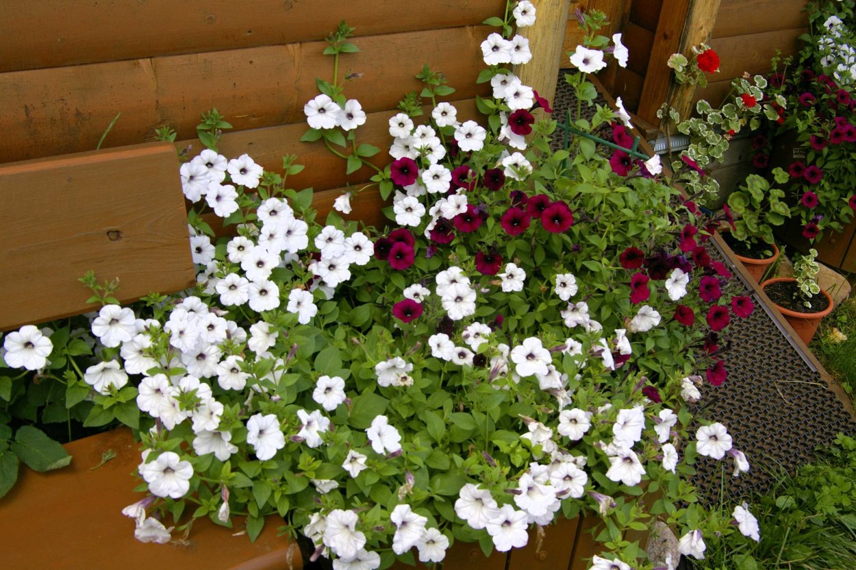 Петуния Тайфун Сильвер