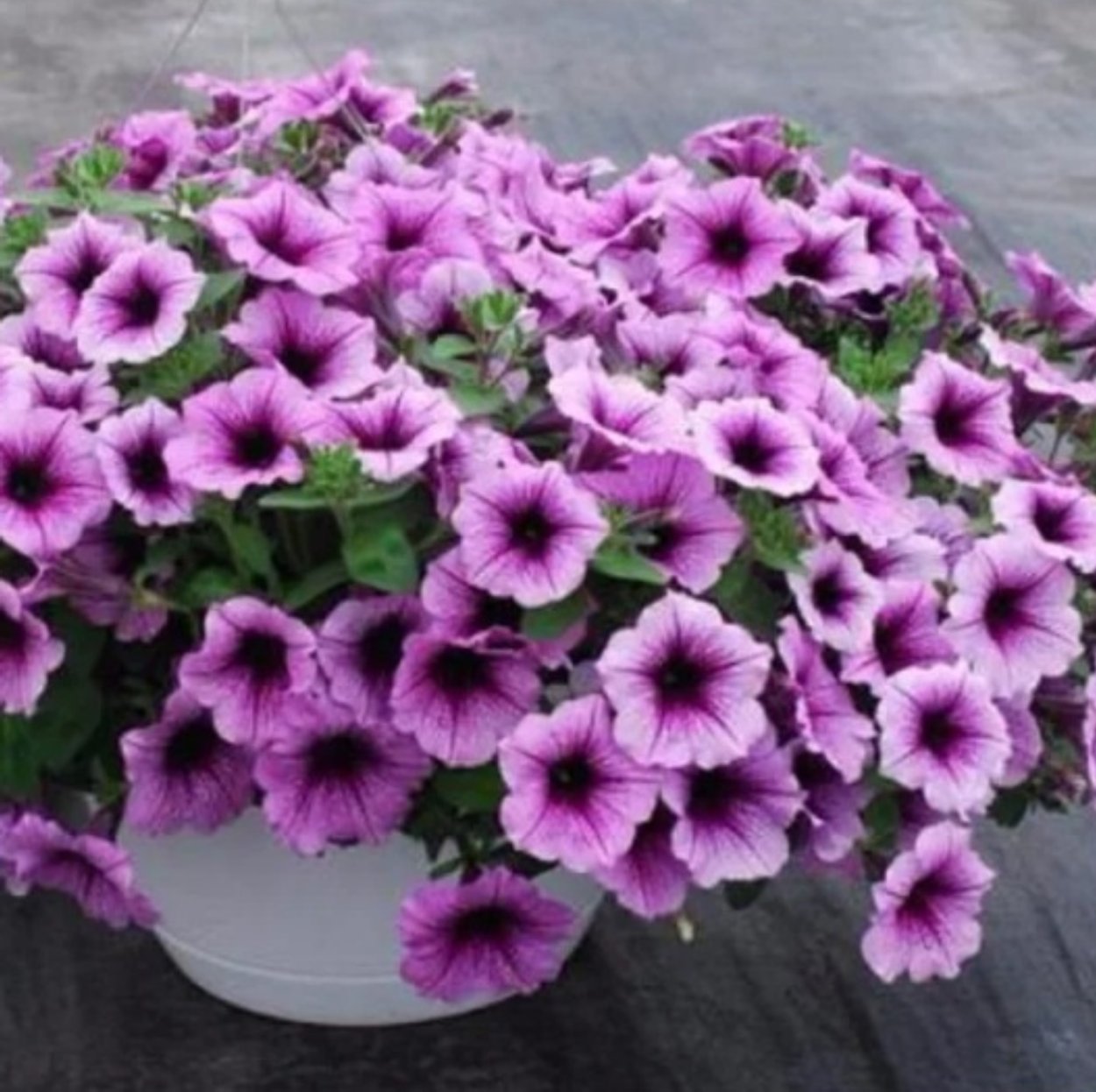 Петуния ампельная f1 ИЗИ Вейв Плам Вейн