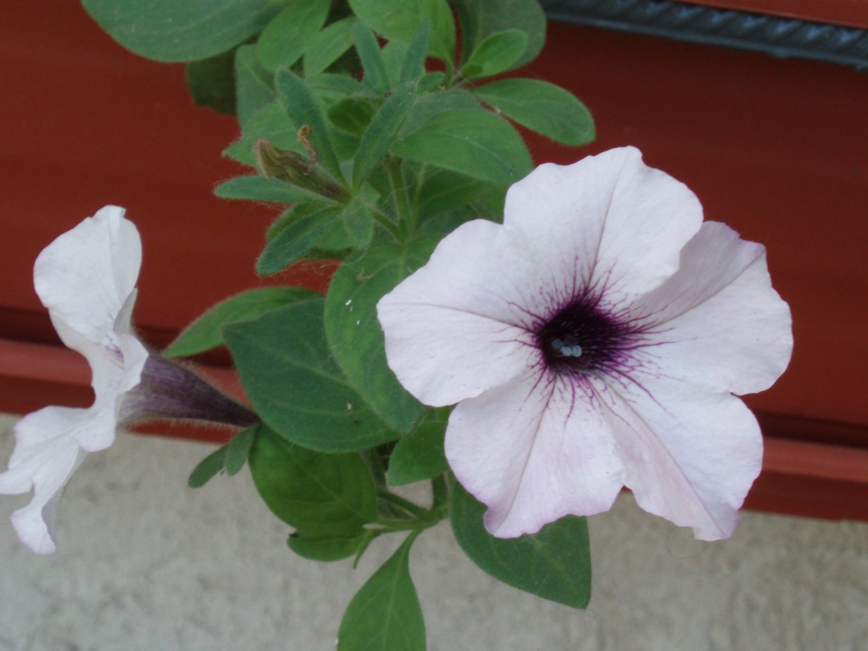 Петуния Tidal Wave Silver