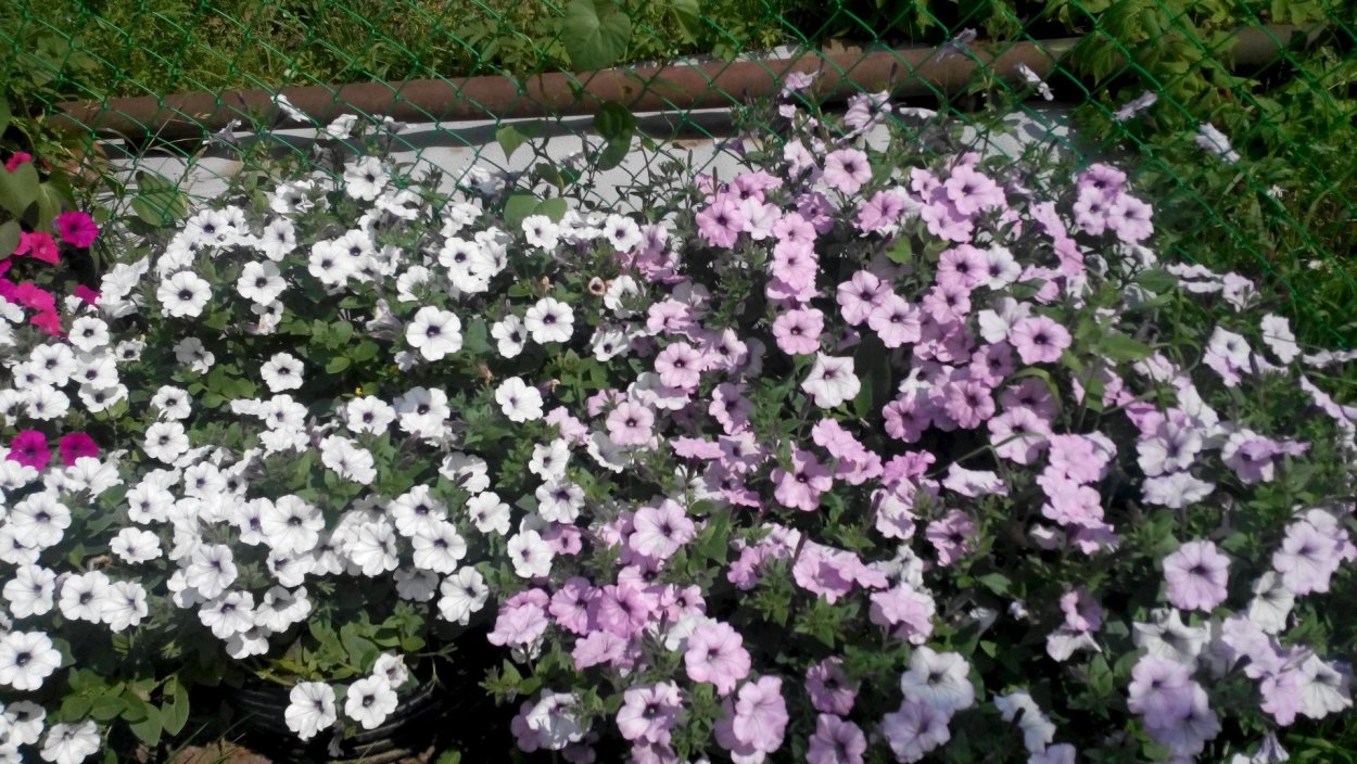 Петуния опера Сильвер